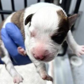 German Shepherd Dog Dogs Available for Adoption in Houston, Texas - A654990 | PetCurious