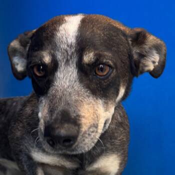 Rescue Mixed Breed Dogs for Adoption in Las Cruces, New Mexico - 98367 | PetCurious