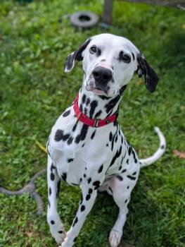 Marshall -  Dalmatian Dog for Adoption in Chambersburg, Pennsylvania - Marshall | PetCurious