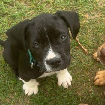Terrier Dogs Available for Adoption in Montgomery, Alabama - Iggy | PetCurious