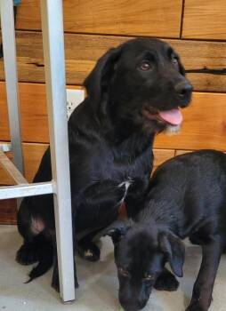 Smith Doodle 3 -  Mountain Cur and Poodle Dog for Adoption in Lawrenceburg, Tennessee - Smith Doodle 3 | PetCurious
