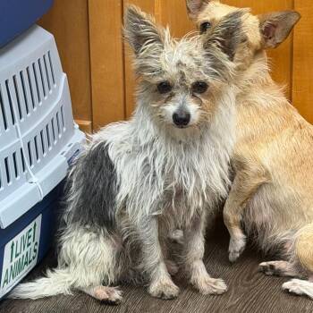 Caleb -  Chihuahua and Yorkshire Terrier Dog for Adoption in Sunrise, Florida - Caleb | PetCurious