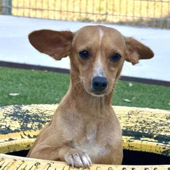 Nadine - look at my cute ears -  Chihuahua Dog for Adoption in Hondo, Texas - Nadine - Look At My Cute Ears | PetCurious