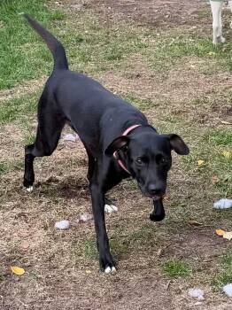 Bella *needs foster or adopter* -  Labrador Retriever Dog for Adoption in Minneapolis, Minnesota - Bella *needs Foster Or Adopter* | PetCurious