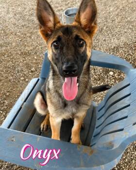 Onyx -  German Shepherd Dog Dog for Adoption - Onyx | PetCurious