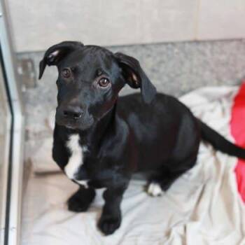 Mixed Breed Dogs Available for Adoption in Atlanta, Georgia - Witwickey | PetCurious