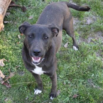 Rescue Labrador Retriever Dogs for Adoption in Falmouth, Maine - Belle | PetCurious