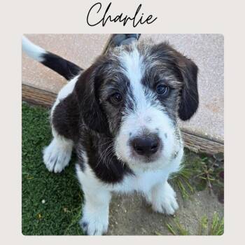 Labradoodle and German Shepherd Dog Dogs Available for Adoption - CHARLIE | PetCurious