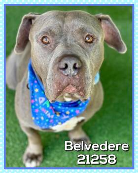BELVEDERE -  American Bully Dog for Adoption in Marietta, Georgia - BELVEDERE | PetCurious
