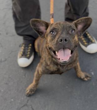 Darla -  French Bulldog Dog for Adoption in Ventura, California - Darla | PetCurious