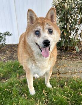Shiba Inu Dogs Available for Adoption in Closter, New Jersey - T.J. | PetCurious