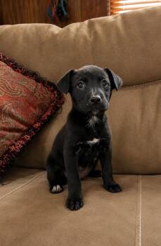 Labrador Retriever and Terrier Dogs Available for Adoption in Princeton, Massachusetts - Starla | PetCurious