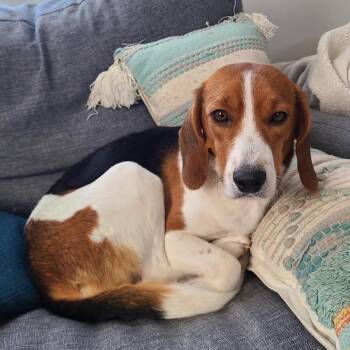 Beagle Dogs Available for Adoption - Solara | PetCurious