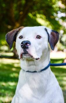Darcy Lynn -  Hound and Boxer Dog for Adoption in Yakima, Washington - Darcy Lynn | PetCurious