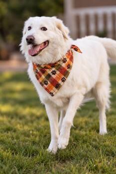 Riley -  Golden Retriever Dog for Adoption in New York, New York - Riley | PetCurious