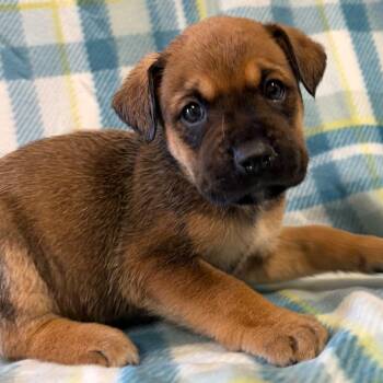 Shepherd Dogs Available for Adoption - Lysa | PetCurious