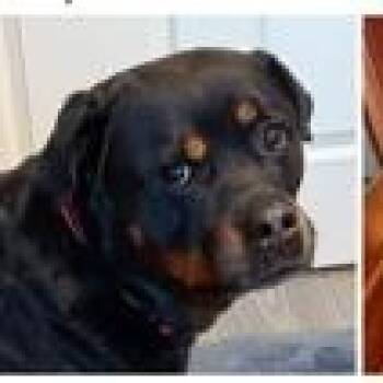 Coco -  Rottweiler Dog for Adoption in Redmond, Washington - Coco | PetCurious