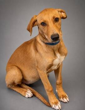 Hoss (White Chest) -  German Shepherd Dog and Weimaraner Dog for Adoption in Bowling Green, Kentucky - Hoss (White Chest) | PetCurious