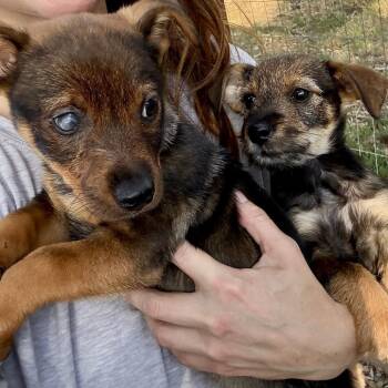 Nugget -  Terrier Dog for Adoption in Sonoma, California - Nugget | PetCurious