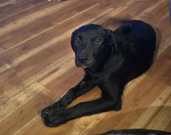 Rescue Australian Shepherd and Border Collie Dogs for Adoption in Brockport, New York - Thor | PetCurious