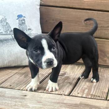 Raven -  American Bulldog and Pit Bull Terrier Dog for Adoption in Mooresville, Indiana - Raven | PetCurious