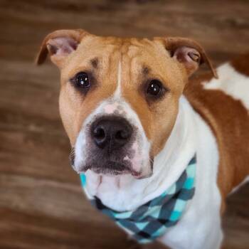 Rescue Pit Bull Terrier Dogs for Adoption in East St. Louis, Illinois - J.R. Cash | PetCurious