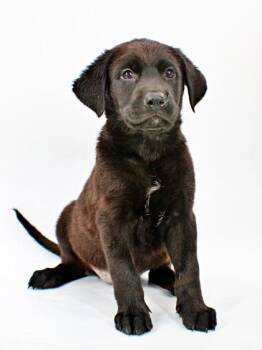 Janet -  Labrador Retriever and Mixed Breed Dog for Adoption in Morton Grove, Illinois - Janet | PetCurious