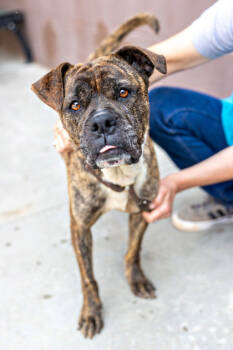 Rescue Mixed Breed Dogs for Adoption in Chamblee, Georgia - Anari -IN FOSTER | PetCurious