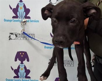 A602768 -  Pit Bull Terrier and Mixed Breed Dog for Adoption in Orlando, Florida - A602768 | PetCurious