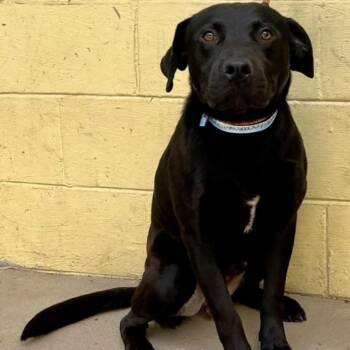 Black Labrador Retriever Dogs Available for Adoption in Burlington, Ontario - Jet | PetCurious
