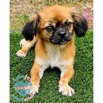 Millie -  Pekingese Dog for Adoption in Inglewood, California - Millie | PetCurious