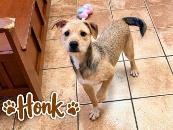 Honk -  Mixed Breed Dog for Adoption in Rock Hill, New York - Honk | PetCurious