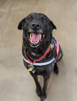 Rescue Black Labrador Retriever Dogs for Adoption in Ladson, South Carolina - Duke | PetCurious