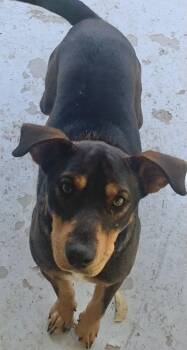 Boxer Dogs Available for Adoption - Cash | PetCurious