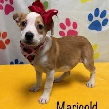 Australian Shepherd Dogs Available for Adoption - Marigold | PetCurious