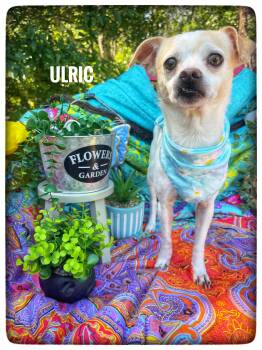 Chihuahua Dogs Available for Adoption in Sebring, Florida - Ulric | PetCurious
