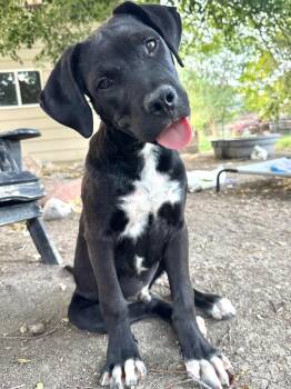 Benjamen Beemer -  Cattle Dog and Labrador Retriever Dog for Adoption in Fort Lupton, Colorado - Benjamen Beemer | PetCurious
