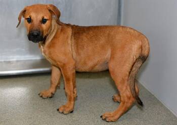 FLIM -  Redbone Coonhound and Mixed Breed Dog for Adoption in West Valley City, Utah - FLIM | PetCurious