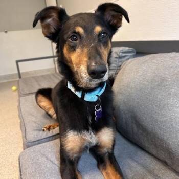 Mira -  Mixed Breed Dog for Adoption in Lansing, Michigan - Mira | PetCurious