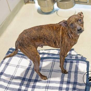 Franky -  Rat Terrier Dog for Adoption in Abilene, Texas - Franky | PetCurious