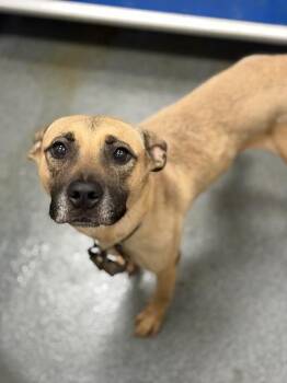 MCQUEEN -  Mixed Breed Dog for Adoption in Dallas, Texas - MCQUEEN | PetCurious