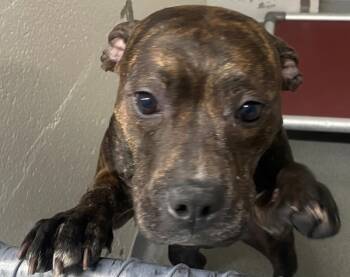 Rescue Boxer Dogs for Adoption in Roanoke, Virginia - Sissy | PetCurious