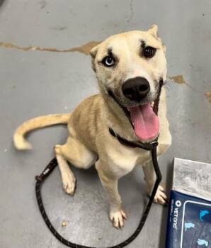 Husky and Mixed Breed Dogs Available for Adoption - PIPPIN | PetCurious