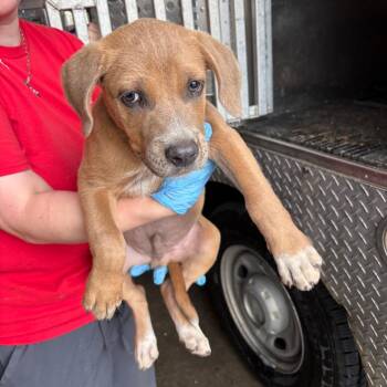 Hound Dogs Available for Adoption in Birmingham, Alabama - Swaddle | PetCurious
