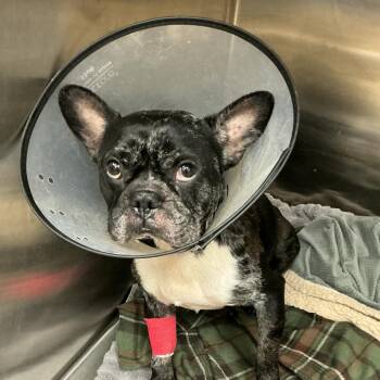Slim Shady -  French Bulldog Dog for Adoption in Sonoma, California - Slim Shady | PetCurious