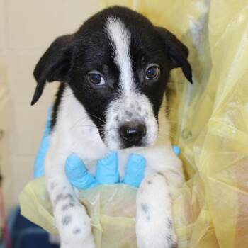 Andes -  Mixed Breed Dog for Adoption in Auburn, Alabama - Andes | PetCurious