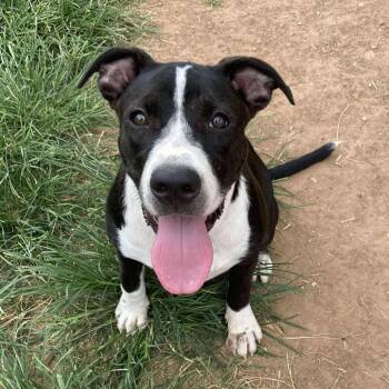Chubs -  Mixed Breed Dog for Adoption in Sand Springs, Oklahoma - Chubs | PetCurious