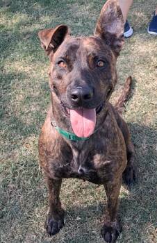 Rescue Dutch Shepherd and American Staffordshire Terrier Dogs for Adoption in Tulare, California - Pepper | PetCurious