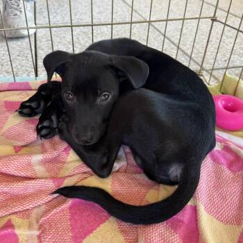 Henry -  Mixed Breed Dog for Adoption in Saint Charles, Missouri - Henry | PetCurious