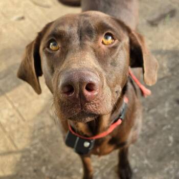Bell -  Chocolate Labrador Retriever Dog for Adoption in Rossville, Georgia - Bell | PetCurious